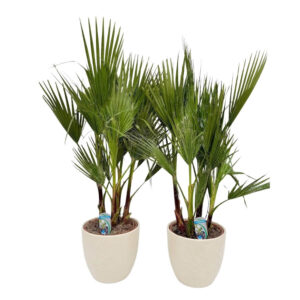 Kiuline vašingtooniapalm P30 160cm