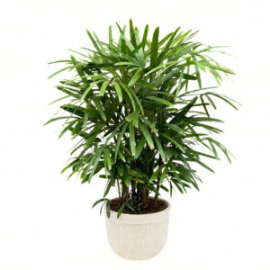 Kõrge vitspalm P21 110cm