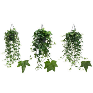 Harilik luuderohi P19 amplis