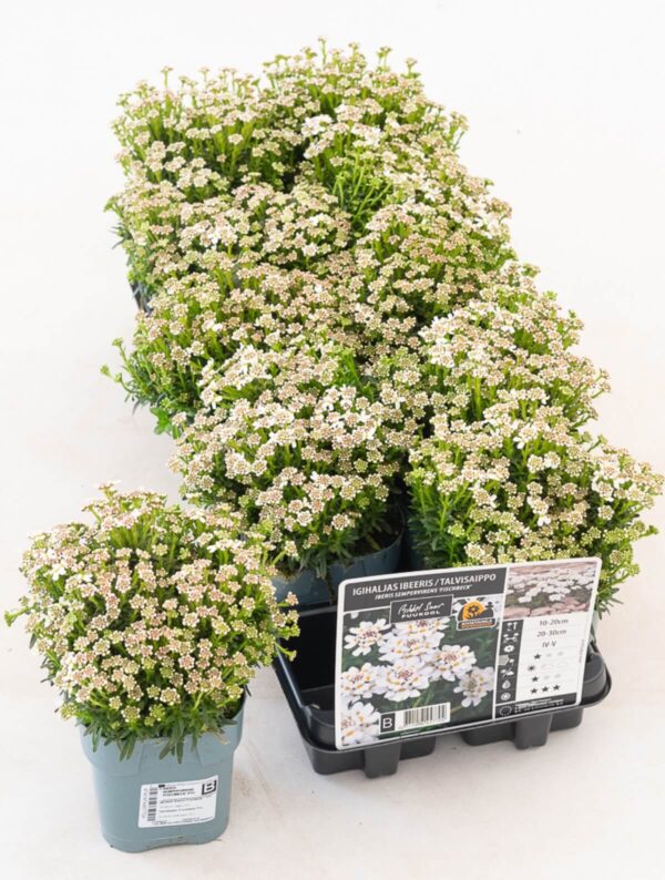 Igihaljas ibeeris 'Snow Cone' P12 Eestis kasvatatud