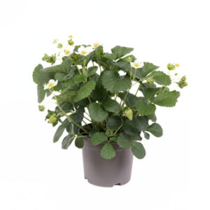 Aedmaasikas Pick&Joy P14