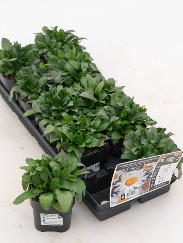 Suur härjasilm 'Madonna' P12 Eestis kasvatatud