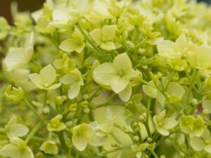 Puishortensia ‘Sublime Annabelle’ P19