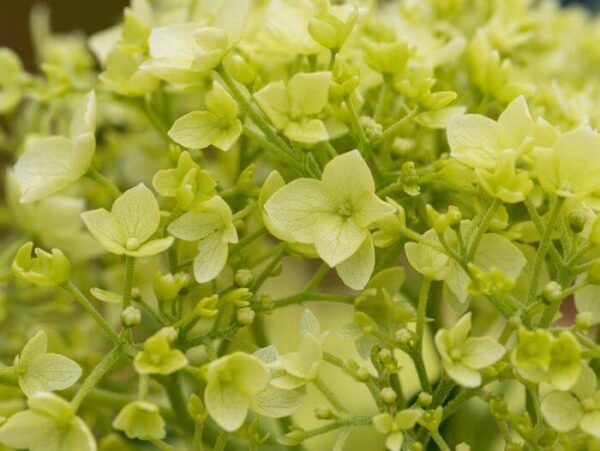 Puishortensia 'Sublime Annabelle' P19