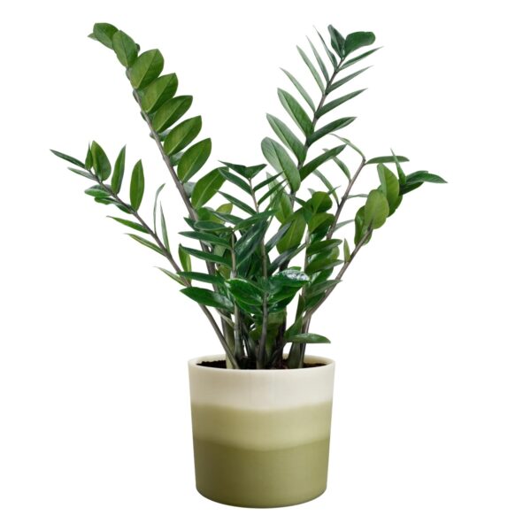 Lillepott Elho Colour Gradient Ø18× h17cm roheline