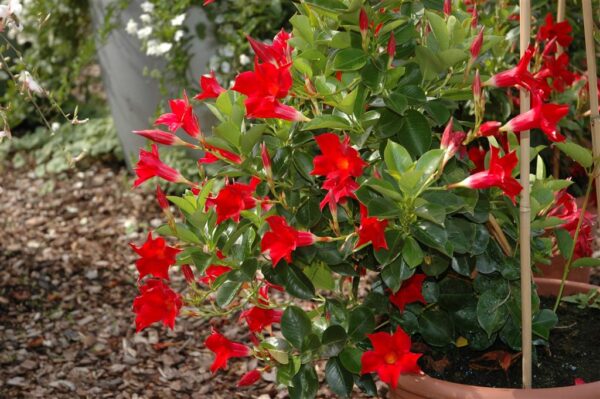 Mandvill 'Sundaville Red' P17