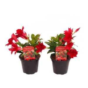 Mandvill ‘Rio Dark Red’ P12