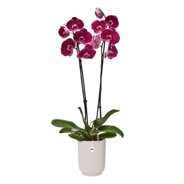 Orhidee ümbrispott Elho Vibes Fold Ø13x h15cm valge