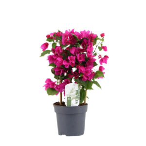 Bugenvillea P14