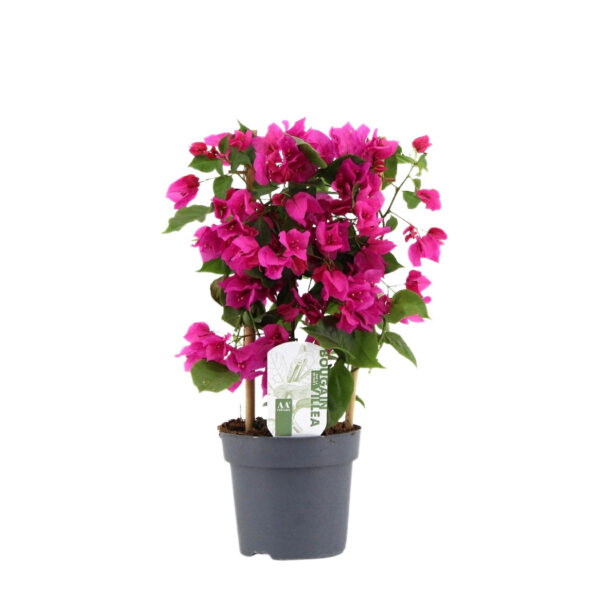 Bugenvillea P14