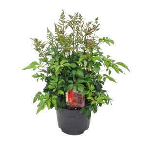 Jaapani astilbe ‘Europa’ P26