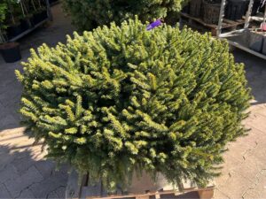 Harilik kuusk ‘Pumila Glauca’ P65 40cm  XXL