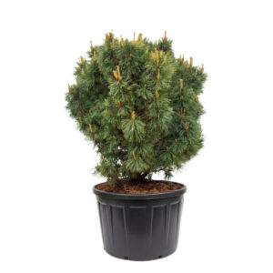 Kääbus-seedermänd ‘Glauca’ P95 140-160cm XXL