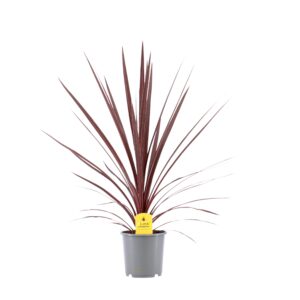 Lõuna-tõlvpuu ‘Red Star’ P17 40cm