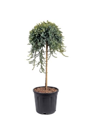 Harilik kadakas ‘Sibirica’ P28 80cm tüvel