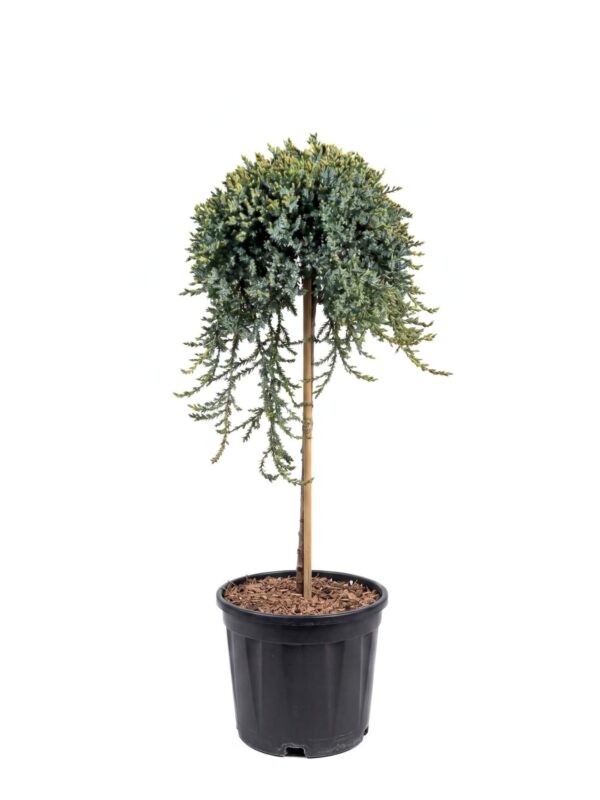 Harilik kadakas 'Sibirica' P28 80cm tüvel