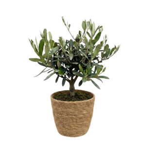 Oliivipuu (õlipuu) P15 35cm tüvel