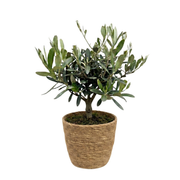 Oliivipuu (õlipuu) P15 35cm tüvel