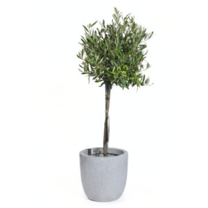 Oliivipuu (õlipuu) P21 75cm tüvel