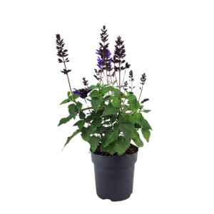 Salvei ‘Salgoon Lake Blueberry’ P17