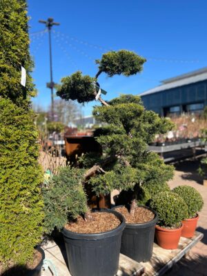 Pfitzeri kadakas P50 125cm bonsai