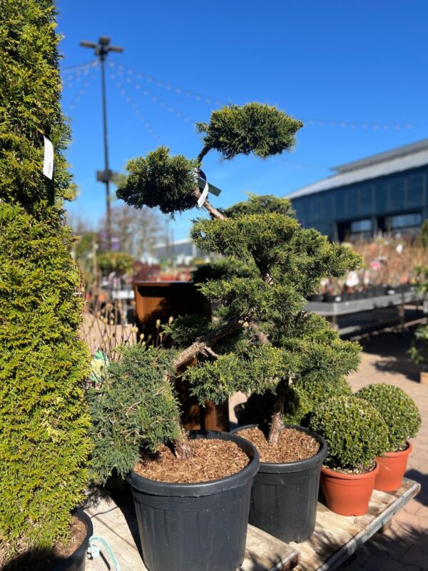 Pfitzeri kadakas P50 125cm bonsai