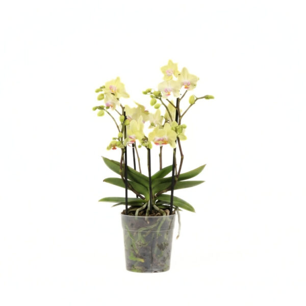Kuuking 'Boquetto Sensation Yellow' P12 3 õievart