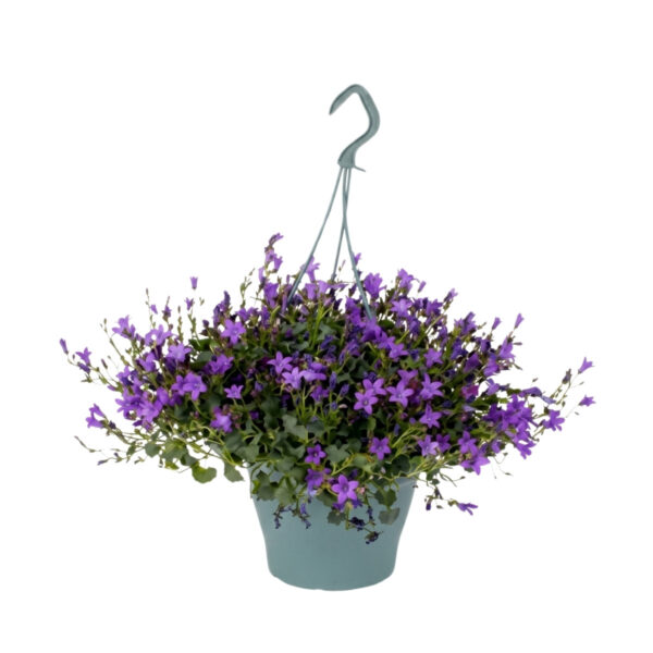 Portenschlagi kellukas Ambella Purple P19 amplis