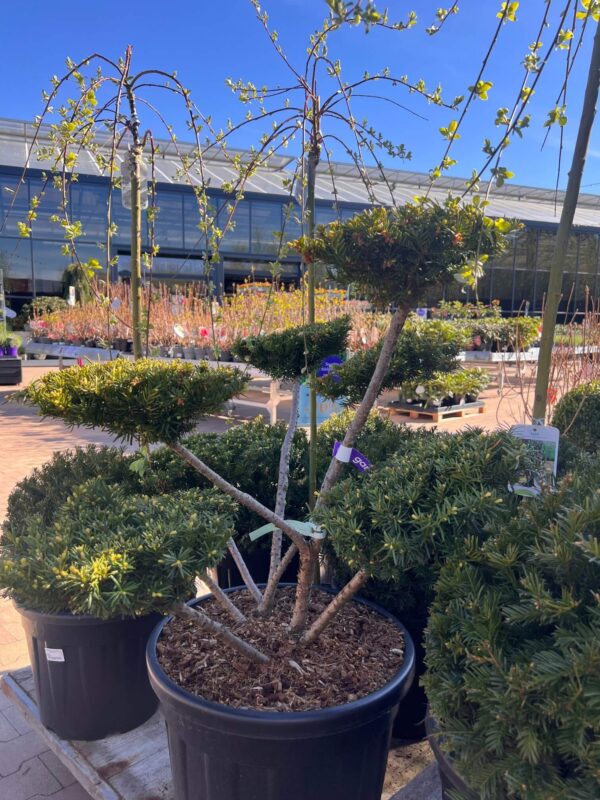 Värd-jugapuu ‘Farmen’ bonsai P55 80-100cm