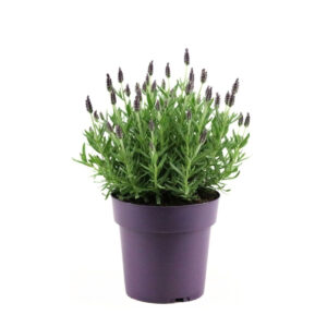 Prantsuse lavendel ‘Anouk’ P15