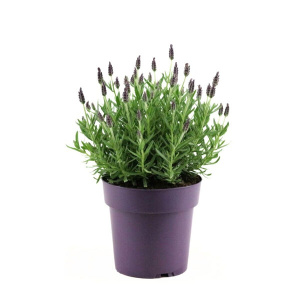 Prantsuse lavendel 'Anouk' P15