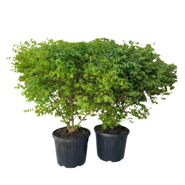 Tiivuline kikkapuu 'Compactus' P52 100-125cm XXL
