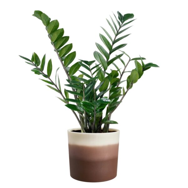 Lillepott Elho Colour Gradient Ø16× h15cm pruun