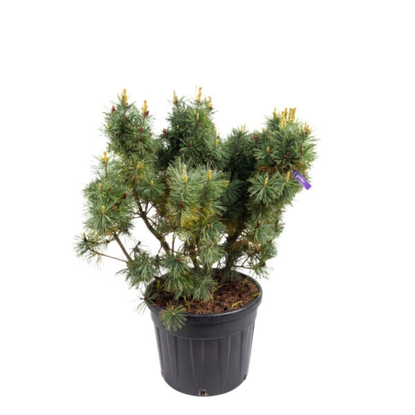Kääbus-seedermänd 'Glauca' P80 120cm XXL