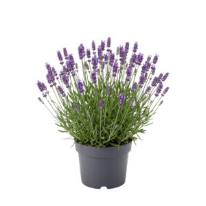 Tähklavendel ‘Essence Pure’ P17