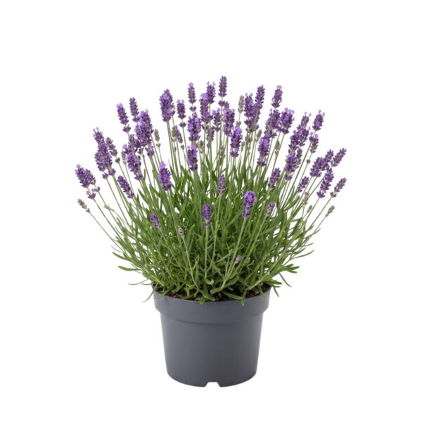 Tähklavendel 'Essence Pure' P17