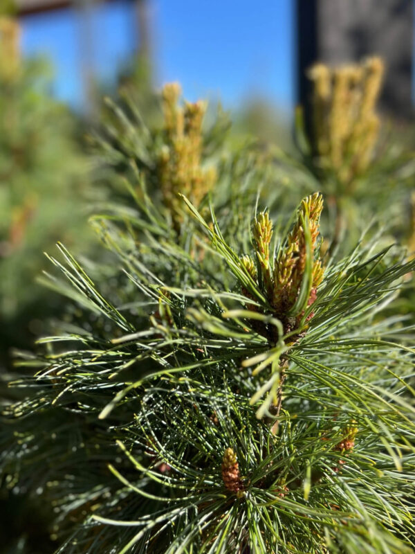 Kääbus-seedermänd 'Glauca' P80 120cm XXL