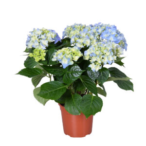 Suurelehine hortensia ‘Hi River’ P13