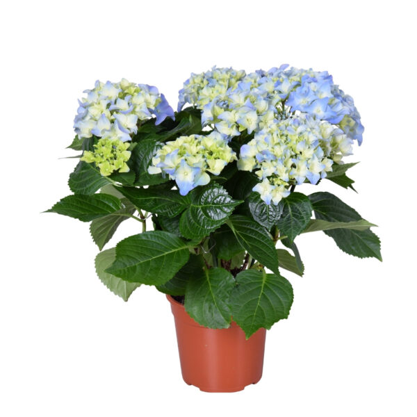 Suurelehine hortensia 'Hi River' P13