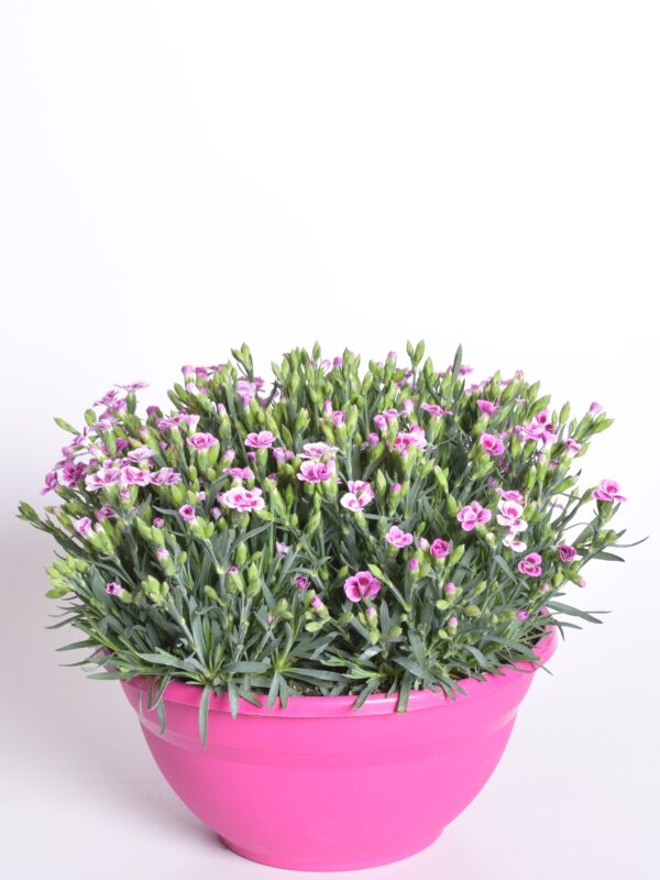 Nelk 'Pink Kisses' P27 13cm