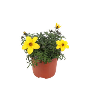 Feerulalehine ruse P10,5