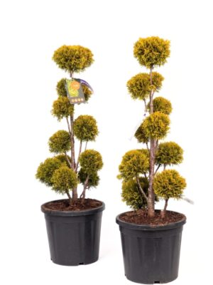 Harilik elupuu ‘Golden Smaragd’ P34 80-100cm bonsai