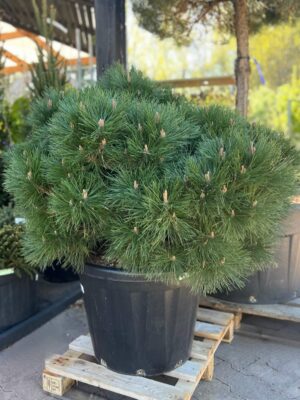 Must mänd ‘Brepo’ P60