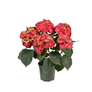 Suurelehine hortensia ‘Hi Fire’ P13
