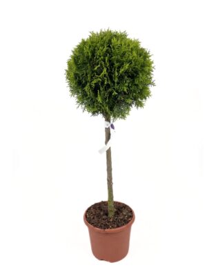 Harilik elupuu ‘Smaragd’ P26 70cm tüvel