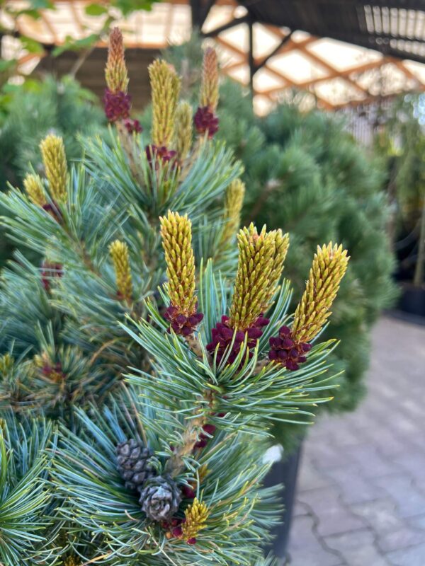 Kääbus-seedermänd 'Glauca' P48 80-100cm