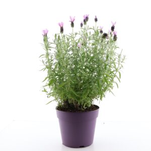 Prantsuse lavendel P19