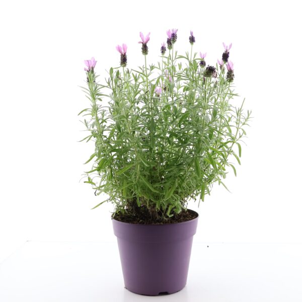 Prantsuse lavendel P19