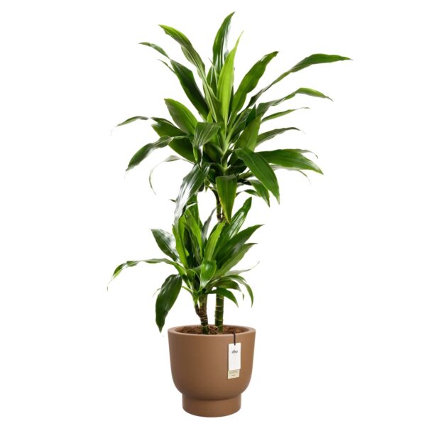 Lillepott Amber Grail Ø38x h36cm karamell