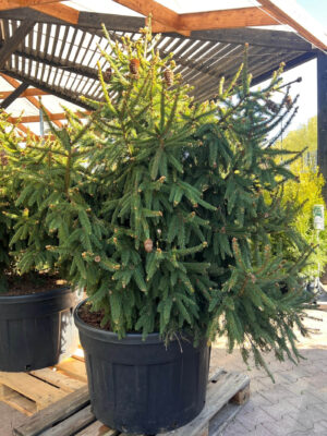 Harilik kuusk ‘Acrocona’ P81 125-150cm XXL